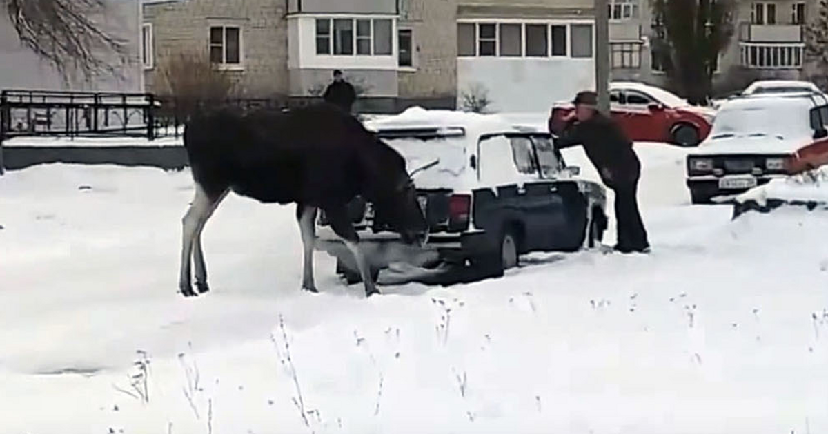 Авто сбил лося