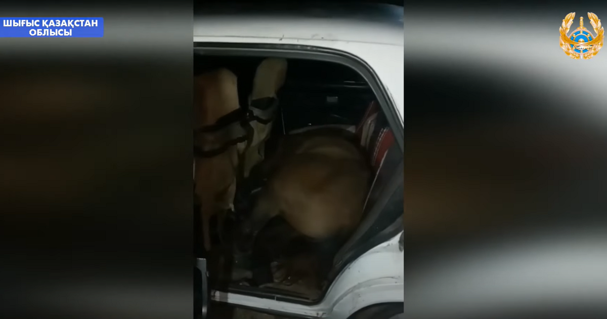 Мужчина украл лошадь и повез в салоне «Жигулей» (видео) - автоновости